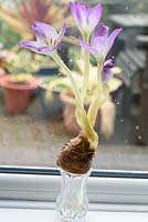 Colchicum speciosum var. bornmuelleri-  Autumn Crocus Naked Ladies, growing from unplanted bulb on windowsill