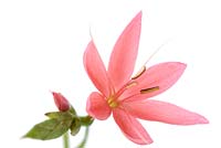 Hesperantha coccinea 'Fenland Daybreak' - Crimson flag lily Syn. Schizostylis coccinea