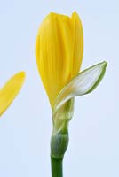 Sternbergia lutea AGM Winter daffodil 