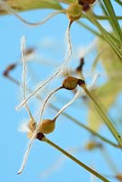 Clematis terniflora var. mandshurica - Manchurian clematis seedheads
