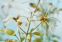 Clematis terniflora var. mandshurica - Manchurian clematis Seedheads 
