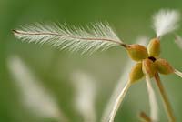 Clematis terniflora var. mandshurica - Manchurian clematis Seedhead