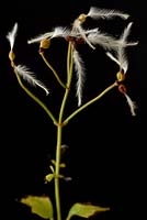 Clematis terniflora var. mandshurica - Manchurian clematis Seedhead