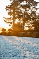 Winter sunlight on Monterey pine trees with blocks of yew topiary, West Sussex