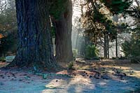 Huge Pinus radiata - Monterey pine in winter sunlight, West Sussex