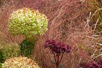 Plant combination - Hydrangea 'Annabelle', Sedum 'Matrona', Anemanthele lessoniana