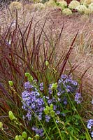  Plant combination - Aster 'Little Carlow' and Panicum squaw