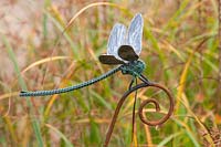 Metal dragonfly 