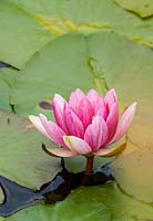 Nymphaea Gloriosa -  'Water Lily' 