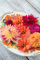 Dahlia flowerheads on vintage plate