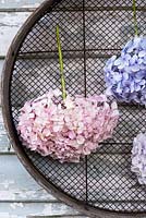 Cut hydrangea flowers tied to old sieve for drying