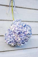 Cut Hydrangea flowers displayed hanging on wooden background with ribbon
