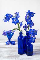 Delphiniums in blue bottles