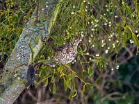 Turdus viscivorus - Mistle thrush - feeding on berries of Viscum album - Mistletoe. 