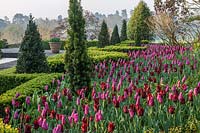 View of flowering Tulipa and formal gardens at Borde Hill, West Sussex, UK. 