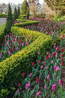 View up clipped hedge and flowering Tulipa borders at Borde Hill West Sussex, UK. 