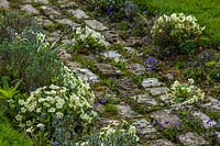 Old brick path lined with Spring flowers at Butlers Farmhouse, Sussex, UK. 