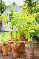 Collection of young trees growing in terracotta pots. 