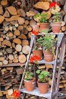 A step-ladder functions as plant stand to various pelargoniums in terracotta pots. 