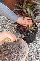 Close up detail of person planting up Loeblia 'Queen Victoria' into aquatic basket and backfilling with fine gravel.