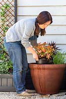 Woman placing Houttuynia cordata 'Chameleon' into tiered plastic container pond.