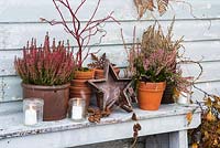 Heathers and Cornus in containers with wooden star, tealights and cones on painted bench.
