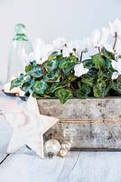 White Cyclamen displayed in old tin container with festive accessories.