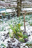 Winter produce harvested in snowy vegetable garden. 