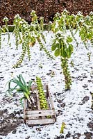 Harvested brussel sprouts in snowy vegetable garden. 