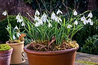 Galanthus nivalis - snowdrops - in pottery container. 