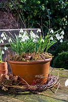 Galanthus nivalis in pottery container. 
