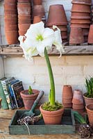 Potted Hippeastrum - Amaryllis - in greenhouse. 