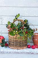 Basket of winter foliage, apples and terracotta pots in snowy garden.