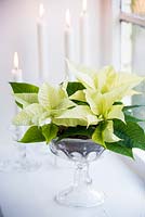 White poinsettia - Euphorbia pulcherrima - in glass bowl on windowsill with candles. 