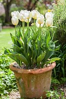terracotta pot with Tulipa 'Angels Wish'