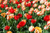 Tulipa ' Beauty of Spring' and Tulipa 'Apledoorn'
