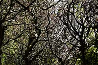 Fagus sylvatica - beech branches

