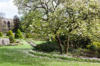 Late spring border with Magnolia in flower at Kilver Court Gardens, Shepton Mallet, Somerset.