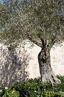 Olea europea - Common olive tree - at The Palm Centre, Ham, UK. 