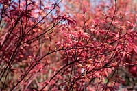 Acer palmatum 'Deshojo' - Japanese maple 
