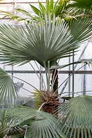 Trachycarpus princeps - Palm