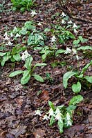 Erythronium 'White Beauty' - Dog's tooth Violets