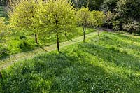 Elevated view of avenue of Corylus colurna  - Turkish Hazels - grown as standards in 'The Meadow' at Veddw House Garden, Monmouthshire, Wales, UK. 