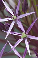 Allium 'Christophii' - Ornamental Onion
