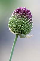 Allium sphaerocephalon - round-headed garlic