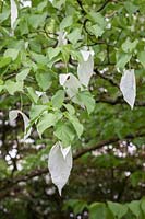 Davidia involucrata - handkerchief tree
