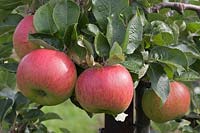 Malus domestica 'Bramley's Seedling' - apple 