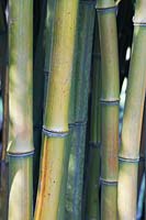 Phyllostachys aureosulcata - bamboo
