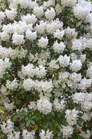 Rhododendron 'Loaders White'