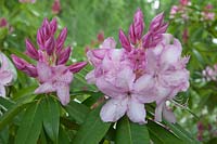 Rhododendron 'Mrs E C Stirling'